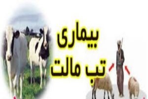 موانع ریشه‌کنی تب مالت/موضع وزارت بهداشت درباره لبنیات سنتی